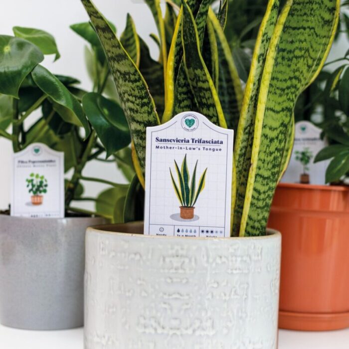 houseplant care tags 231221025037 2