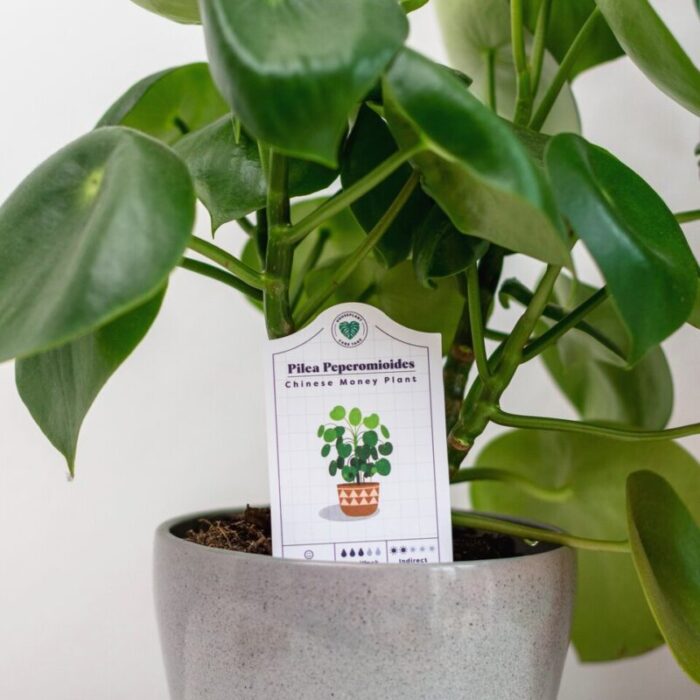 houseplant care tags 231221025037 4